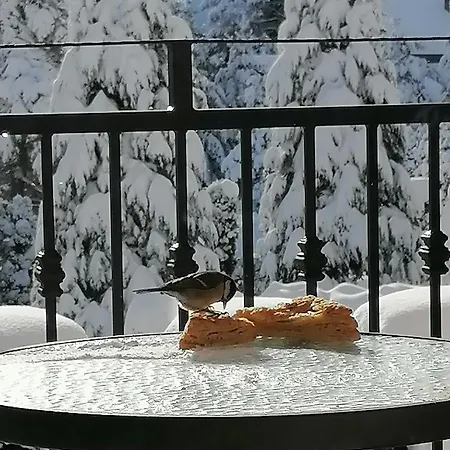 Bozovic Zlatibor