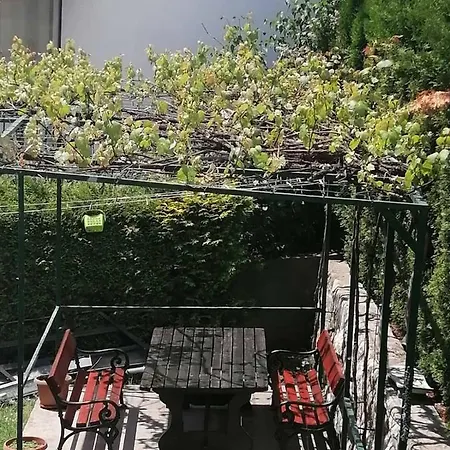 Bozovic * 즐라티보