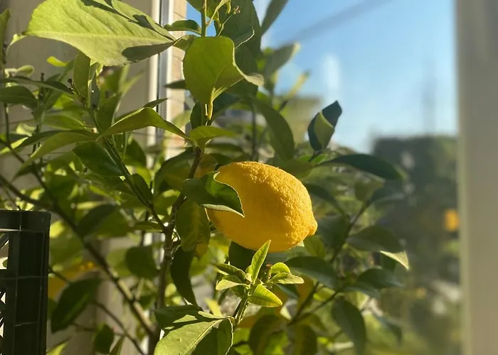 Bozovic * זלאטיבור